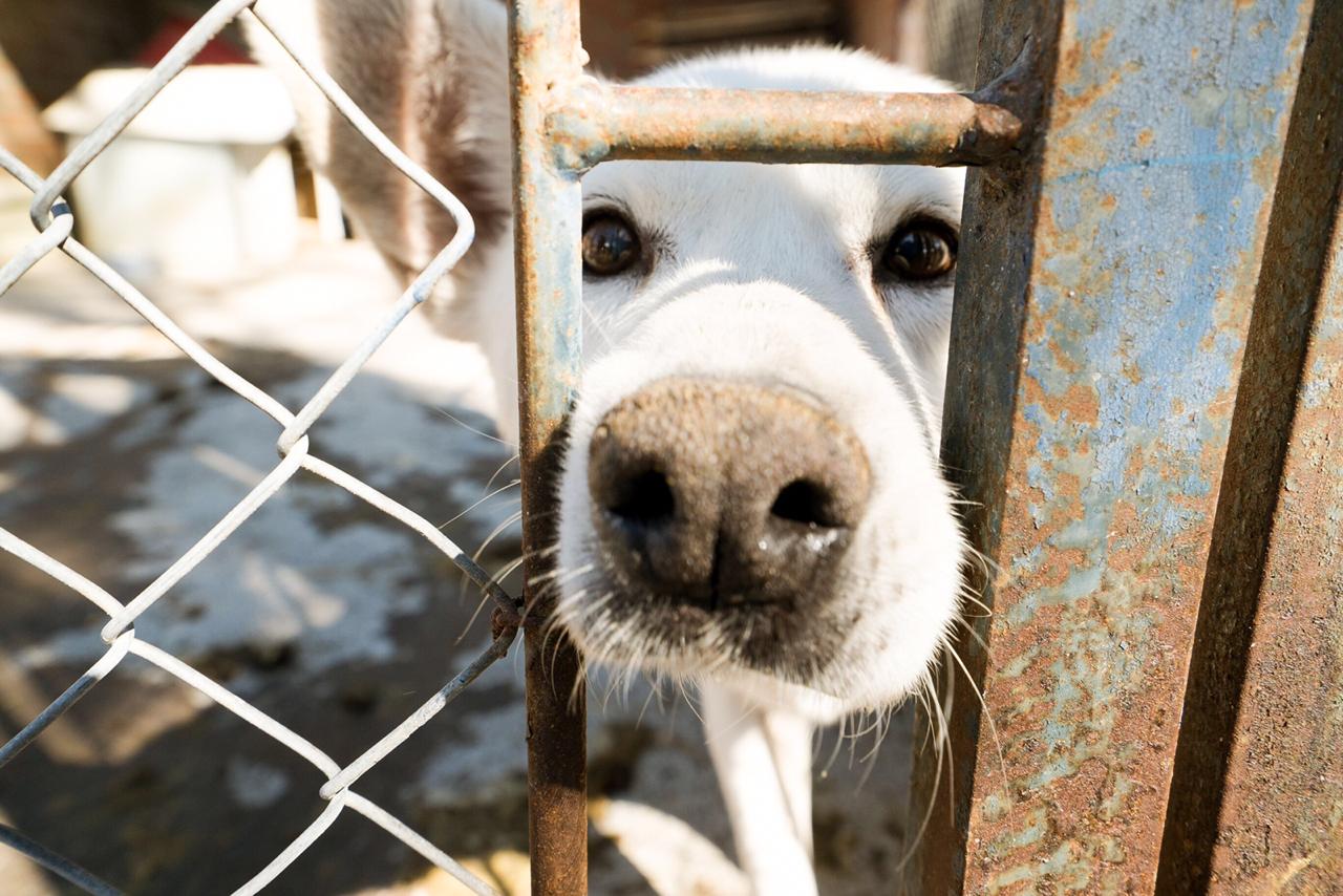 Adote por amor Campanha de Adoção de Cães